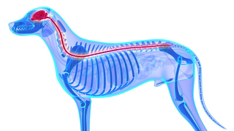Xray image of dogs nervous system and endocannabinoid system