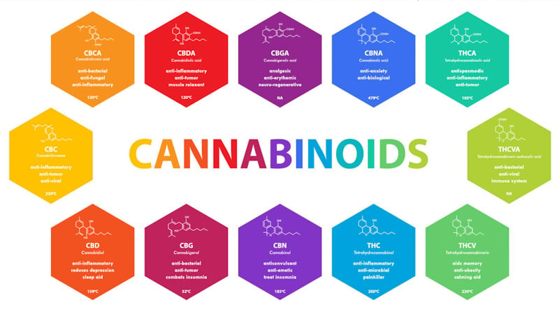 Cannabinoids in full spectrum CBD oil illustration