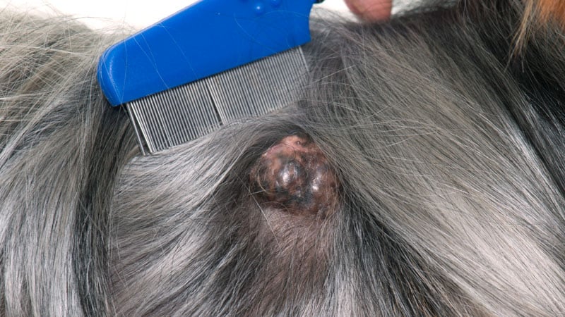 tumor on a dog in front of white background
