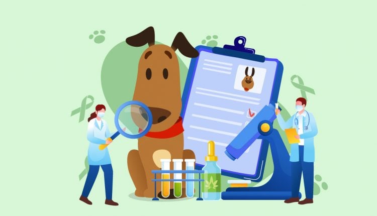 Illustration of an Ill Dog with CBD Oil and Doctors Checking Record