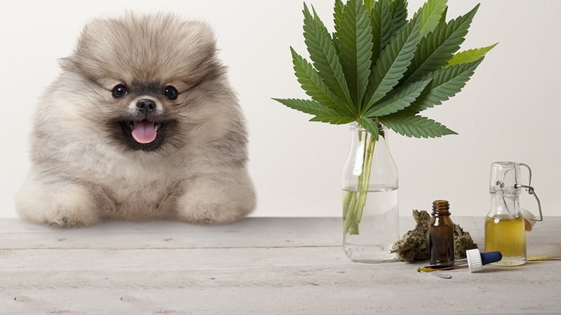 a smiling dog sitting on a table with 