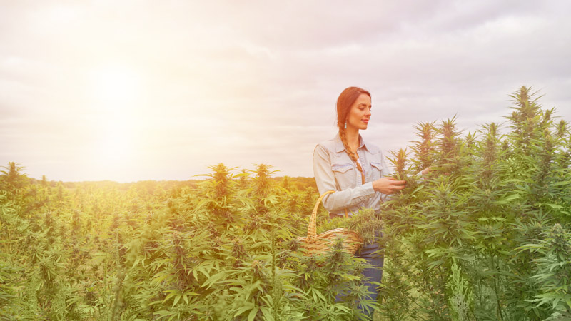 A young woman harvesting on a hemp field