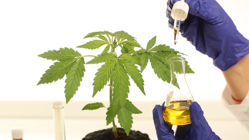 Plant in laboratory medical marijuana cannabis oil