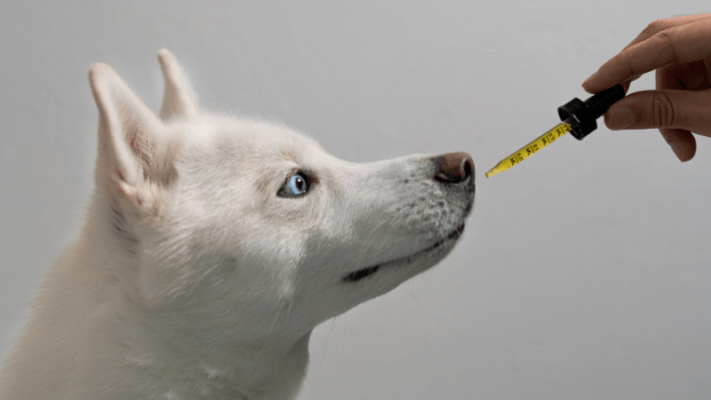 A person giving their dog CBD oil for cancer