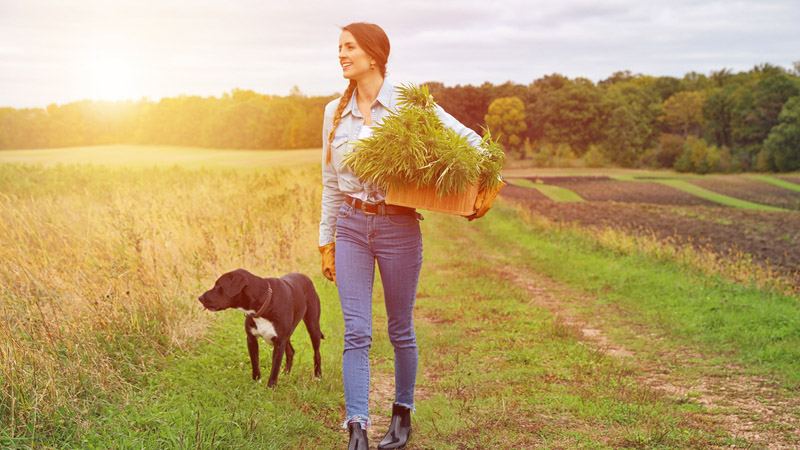 A woman walking with her dog on a hemp field