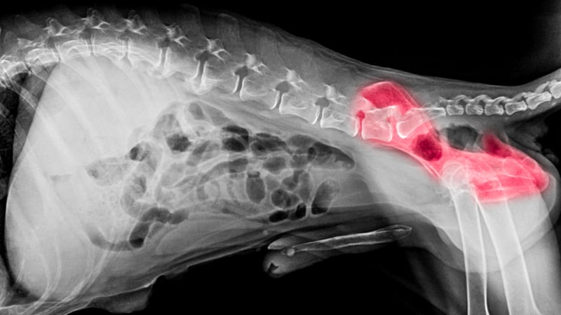 X-ray film of dog lateral view with red highlight arthritis pain