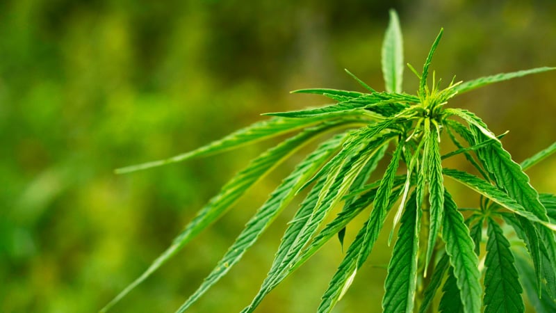 Hemp plant on a green field