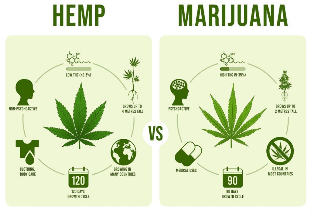 Difference between hemp and marijuana illustration