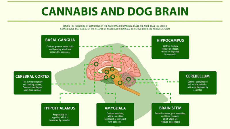 Cannabis and dog brain horizontal infographic