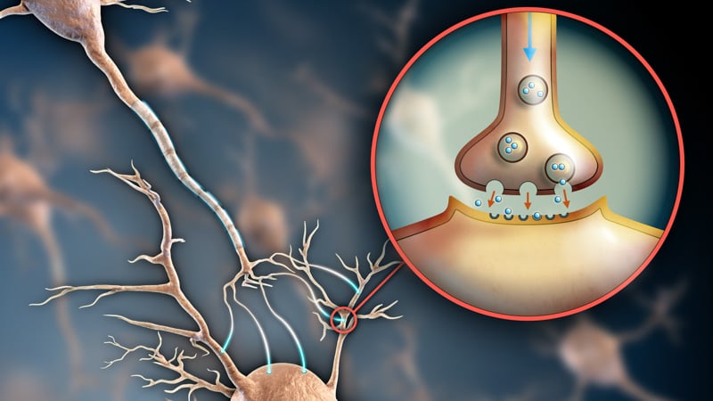 Two neurons connecting by using electrochemical transmissions. Digital illustration.