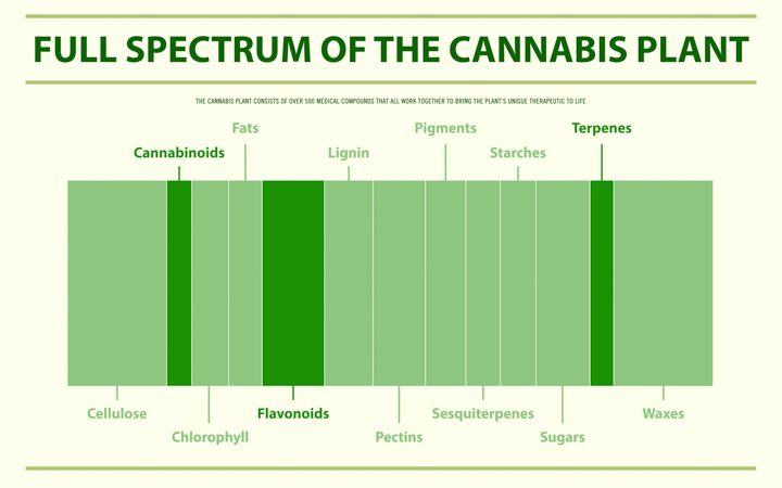 full spectrum of cannabis plant illustration