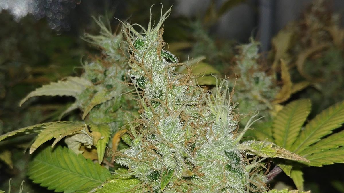 BubbleGum Marijuana Plant