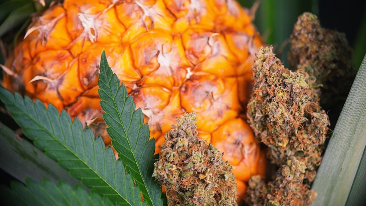 Pineapple express flowers with pineapple in the background