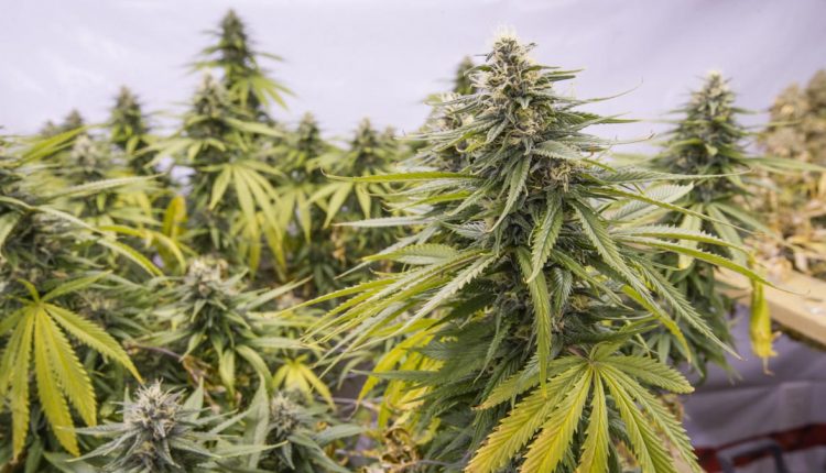 White Gold Marijuana Plant growing outdoor