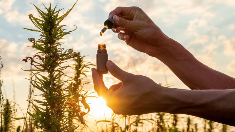 hand opens CBD Oil on a sunrise background with hemp plants