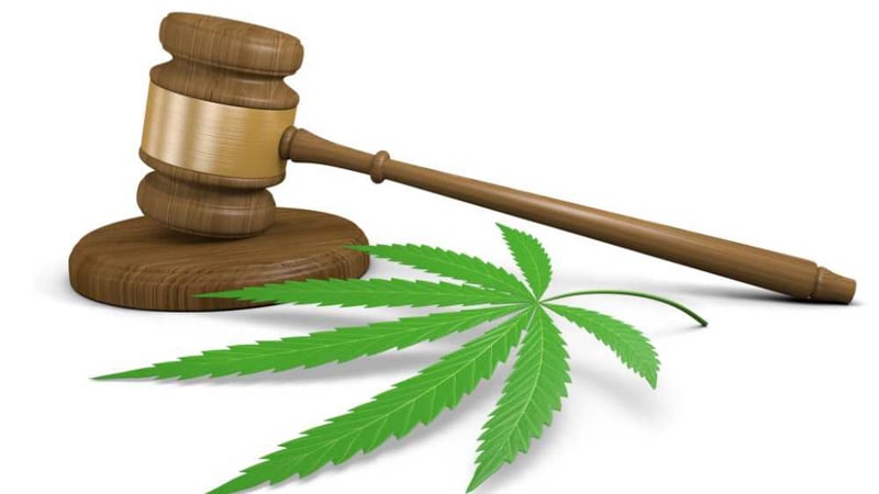 Gavel and Hemp Leaf in a White Background