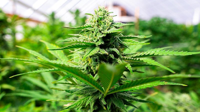 cannabis plant on a plantation