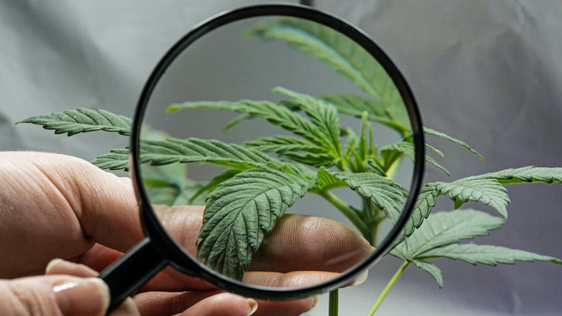 Magnifying a Cannabis Plant for THC