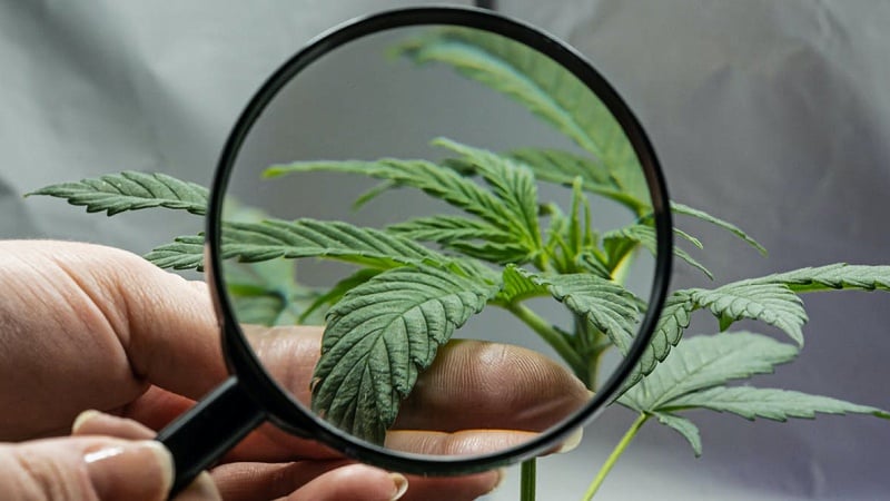 Magnifying a Cannabis Plant for THC