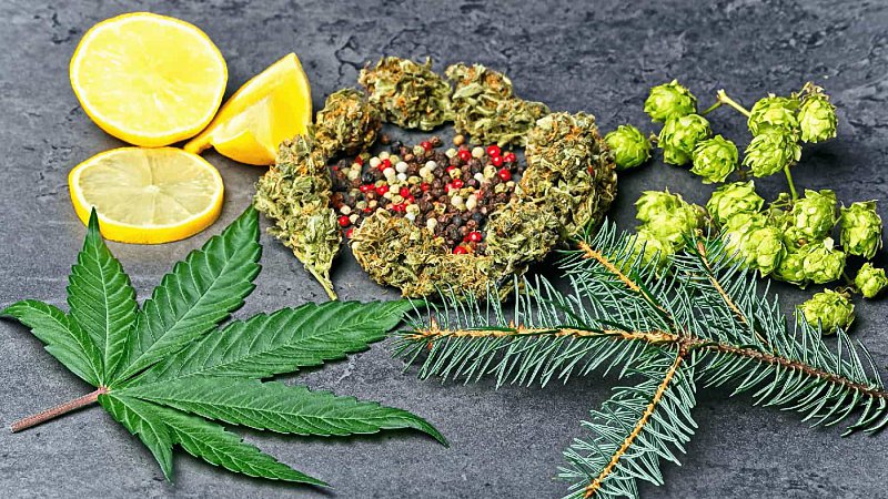 hemp bud and leaf with hoppy, pepper, lemons and fir needles